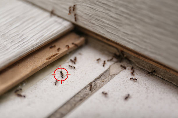 Best Commercial Pest Control Services  in Mays Landing, NJ