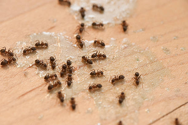 Best Cockroach Control Services  in Mays Landing, NJ